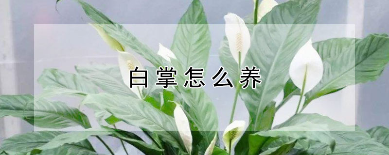 白掌怎么养