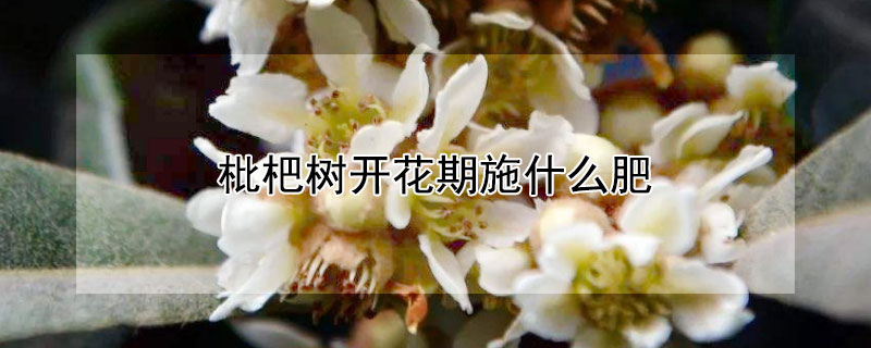 枇杷树开花期施什么肥