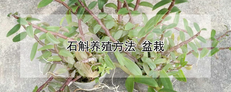 石斛养殖方法 盆栽