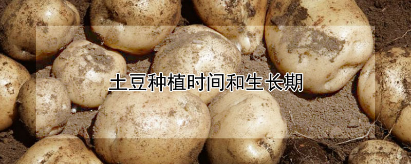 土豆种植时间和生长期