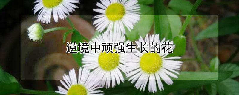 逆境中顽强生长的花