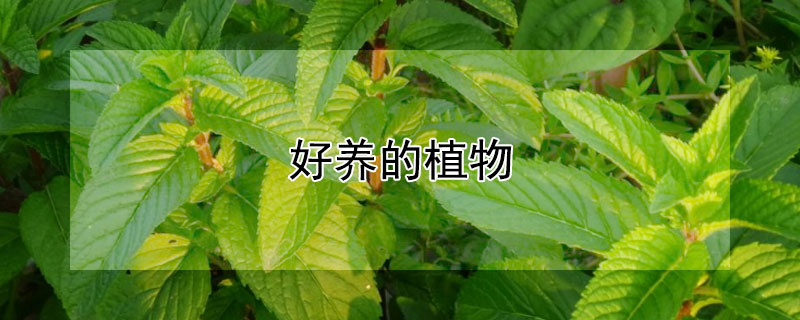 好养的植物