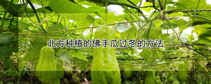 北方种植的佛手瓜过冬的方法