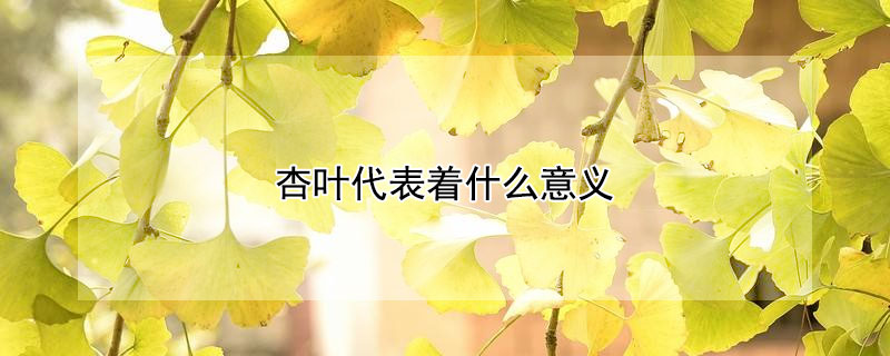 杏叶代表着什么意义