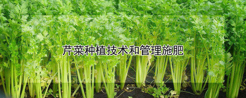 芹菜种植技术和管理施肥