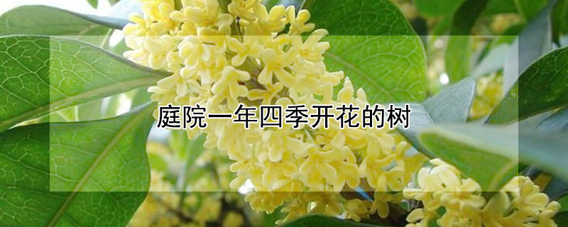 庭院一年四季开花的树