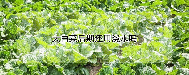 大白菜后期还用浇水吗