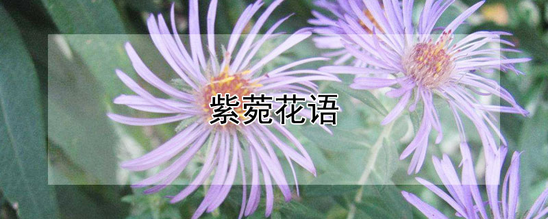 紫菀花语