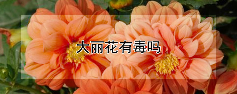 大丽花有毒吗