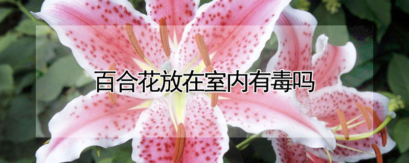 百合花放在室内有毒吗