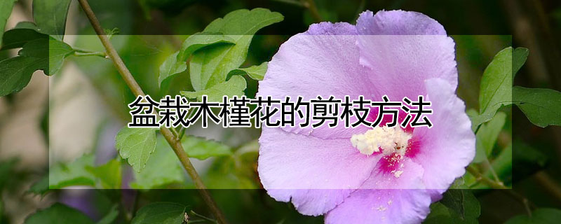 盆栽木槿花的剪枝方法