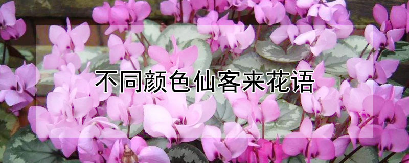 不同颜色仙客来花语