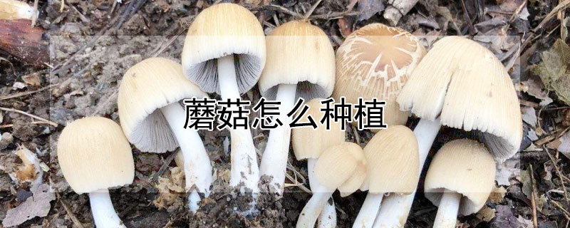 蘑菇怎么种植