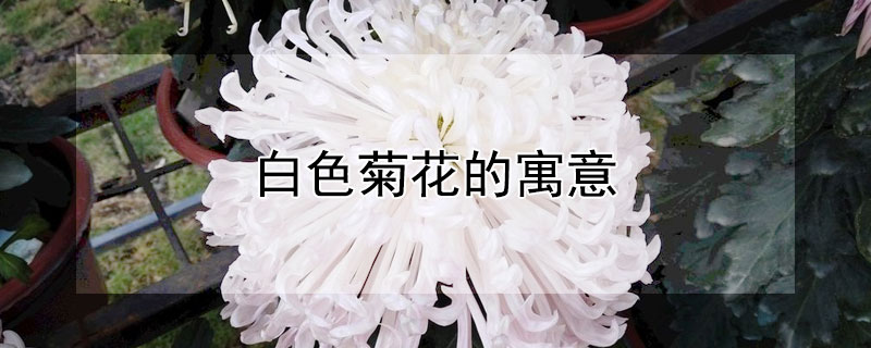 白色菊花的寓意