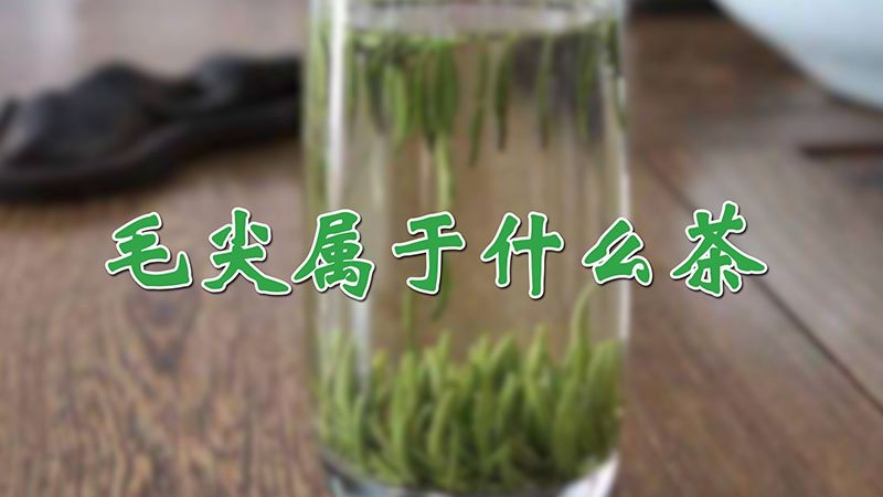 毛尖属于什么茶