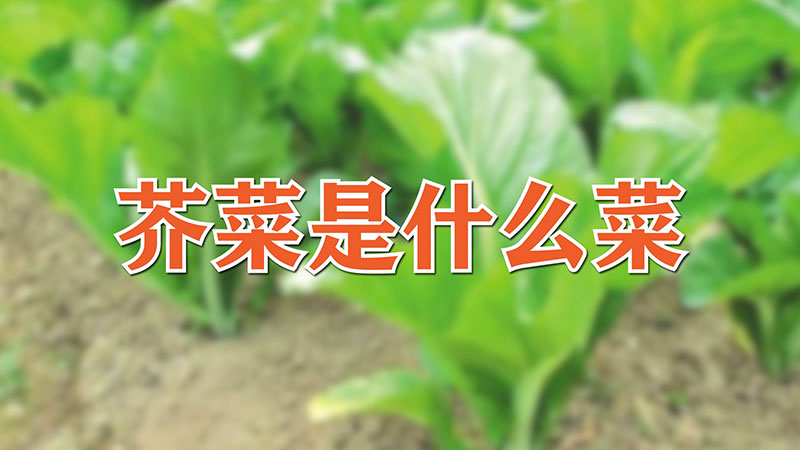 芥菜是什么菜