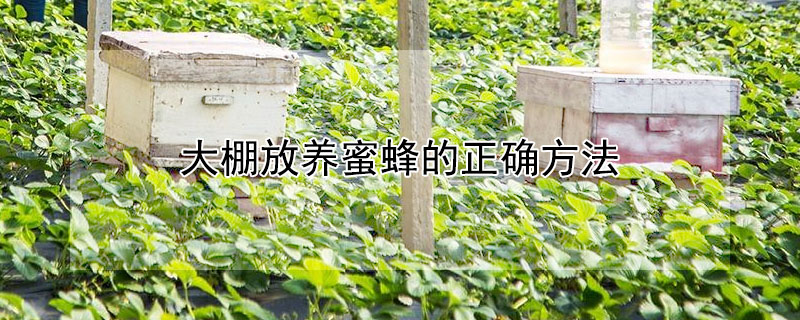 大棚放养蜜蜂的正确方法