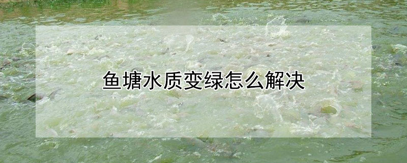 鱼塘水质变绿怎么解决