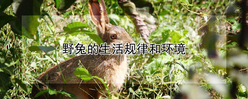 野兔的生活规律和环境