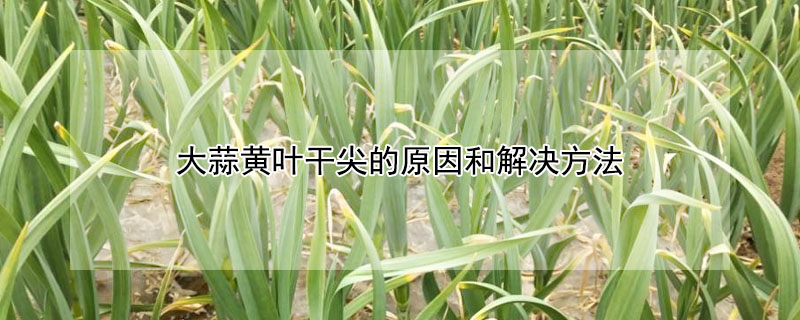 大蒜黄叶干尖的原因和解决方法 —【发财农业网】