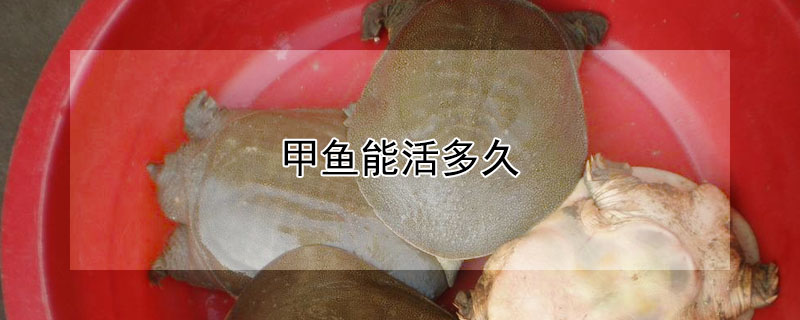 甲鱼能活多久