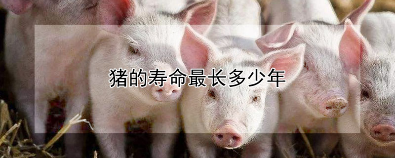 猪能活多久 宠物猪能活多久