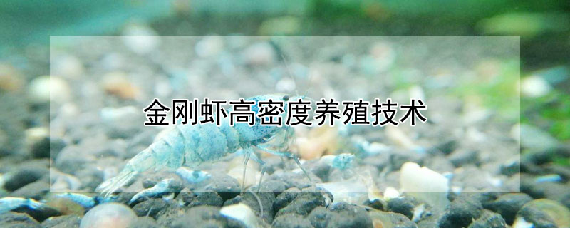 金刚虾高密度养殖技术