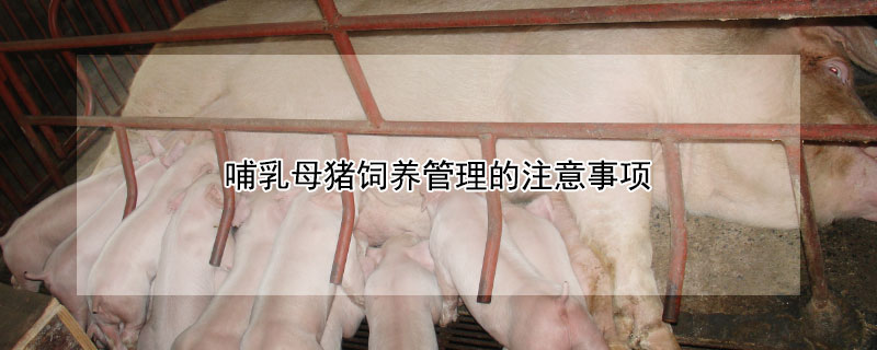 哺乳母猪饲养管理的注意事项