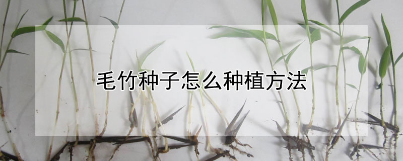毛竹种子怎么种植方法