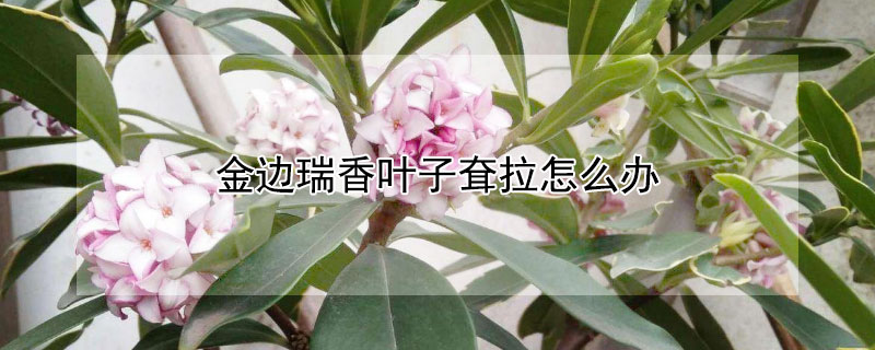 金边瑞香叶子耷拉怎么办