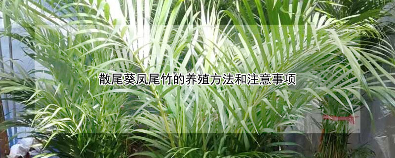 散尾葵凤尾竹的养殖方法和注意事项