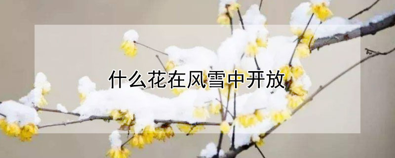 什么花在风雪中开放