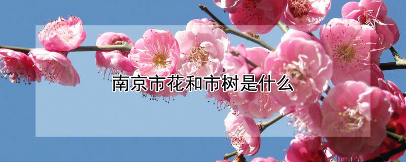 南京市花和市树是什么