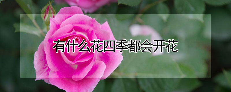 有什么花四季都会开花