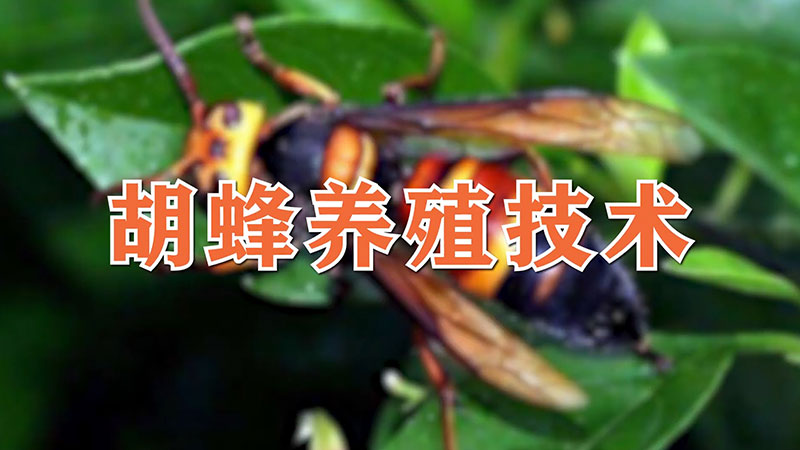 胡蜂养殖技术