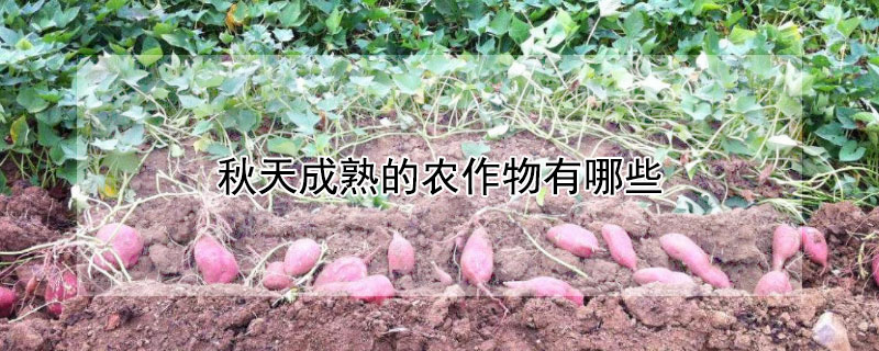秋天成熟的农作物有哪些