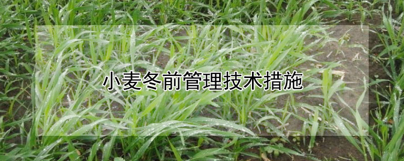 小麦冬前管理技术措施