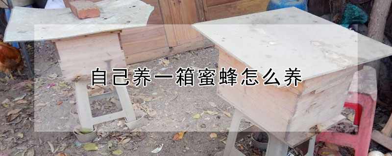 自己养一箱蜜蜂怎么养