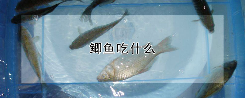 鲫鱼吃什么
