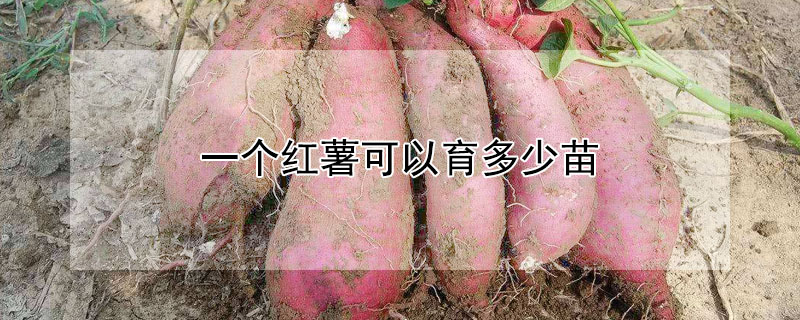 一个红薯可以育多少苗 —【发财农业网】