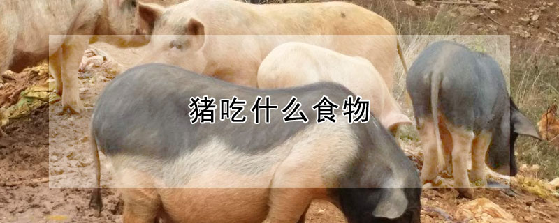 猪吃什么食物