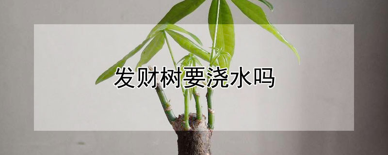 发财树要浇水吗