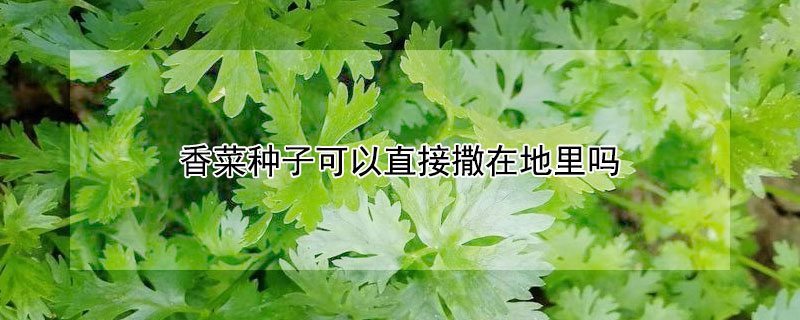 香菜种子可以直接撒在地里吗