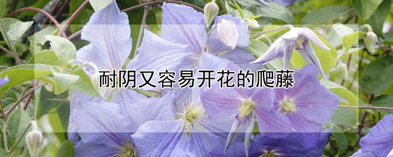 耐阴又容易开花的爬藤