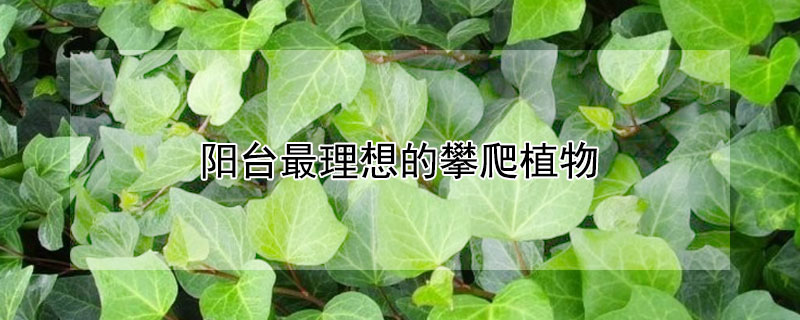 阳台最理想的攀爬植物