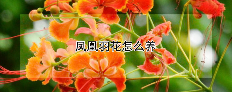 凤凰羽花怎么养