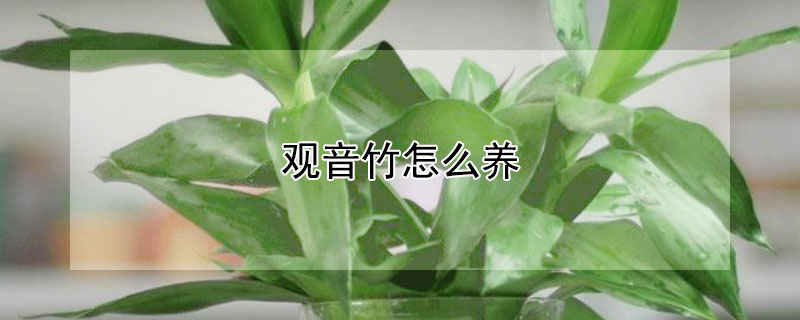 观音竹怎么养