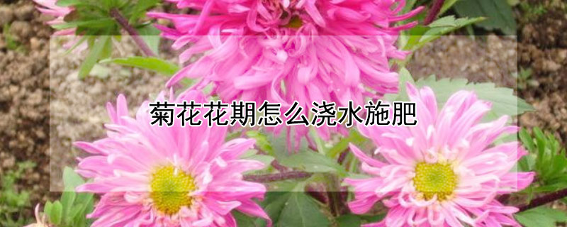 菊花花期怎么浇水施肥