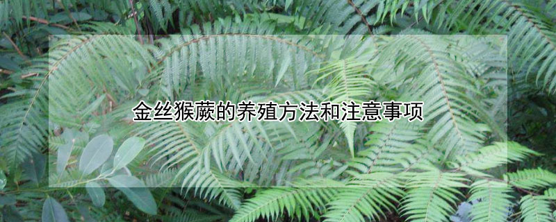 金丝猴蕨的养殖方法和注意事项