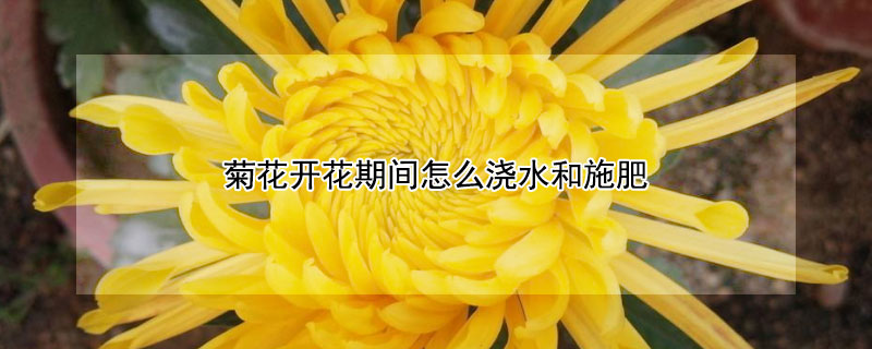 菊花开花期间怎么浇水和施肥